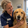 <strong>Board Certified VET</strong>